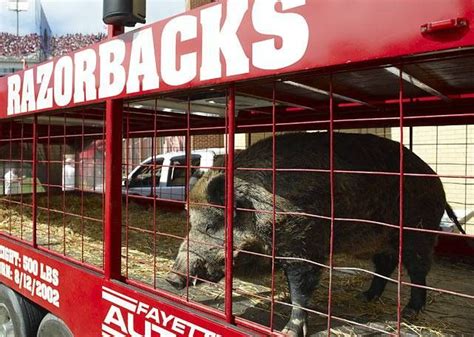 Arkansas razorbacks team mascot